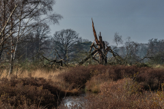 De-Meinweg-I