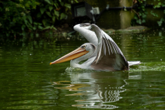 Expecting to fly