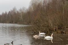 Boisdorfer See